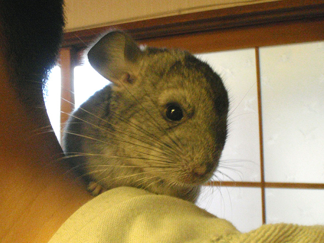 生後1ヶ月で3倍になりました