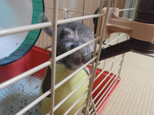 ニコなにやってるの?!