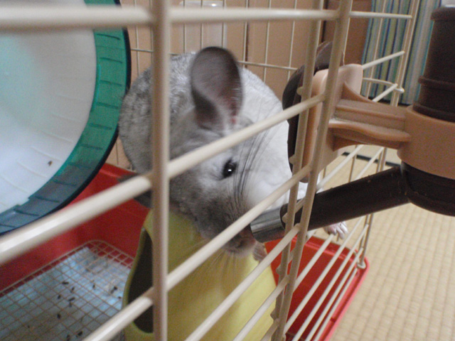 ニコなにやってるの?!