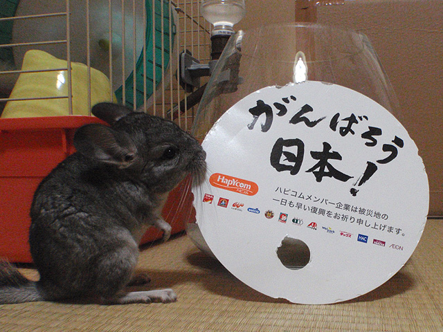 チンチラも応援しているの