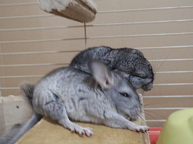 眠いの