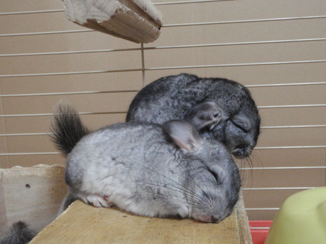 眠いの