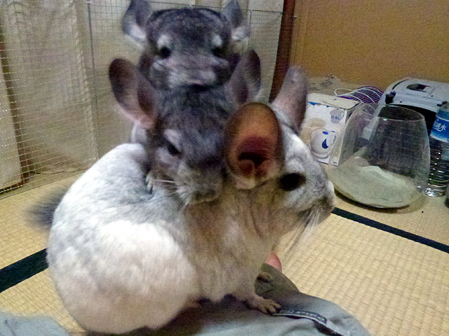 家族写真