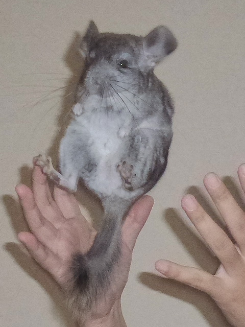 高い高~い