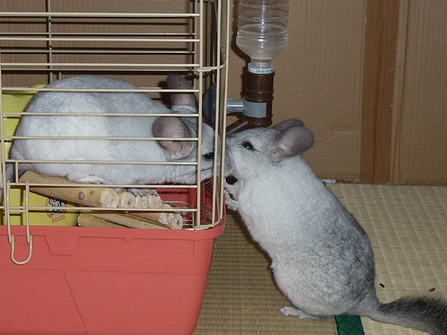 呼び合うふたり