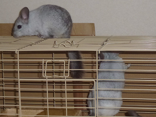 呼び合うふたり