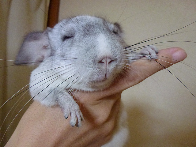 ホシの死んだフリ