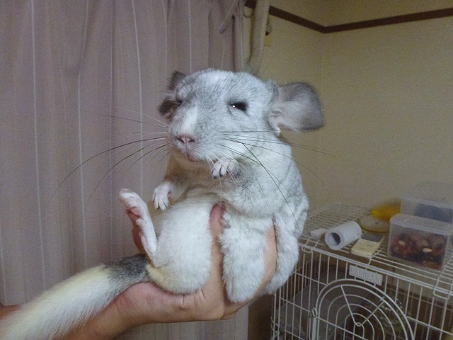 ホシの死んだフリ