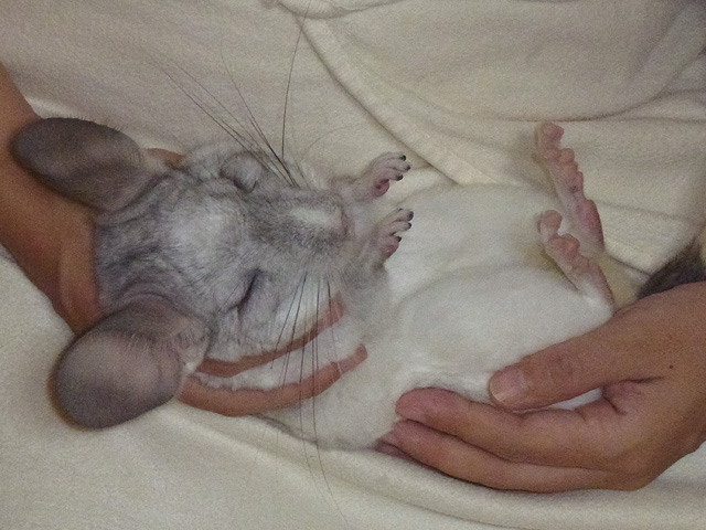 ホシの死んだフリ