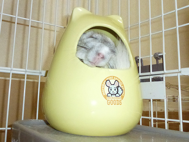 ホシの死んだフリ