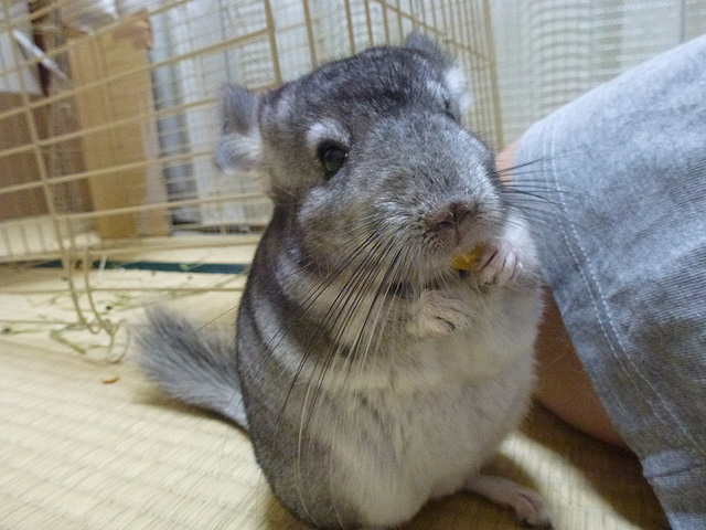 かじるチンチラたち