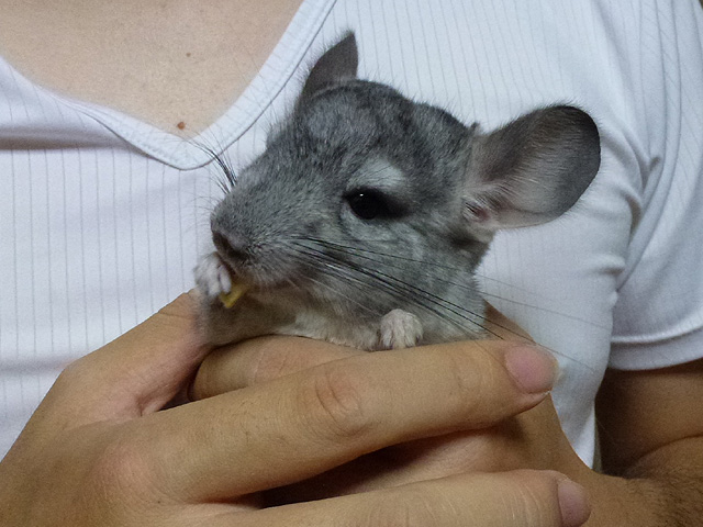 かじるチンチラたち