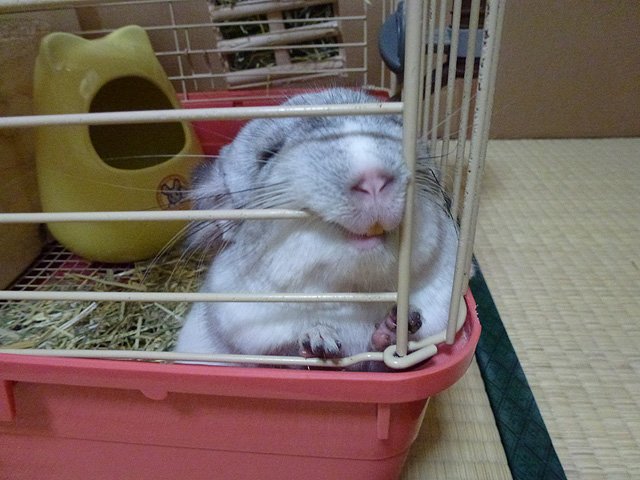 かじるチンチラたち