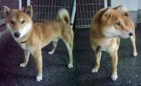 北中城村コンビニで保護されていた柴犬 2011/12/30 05:15:18
