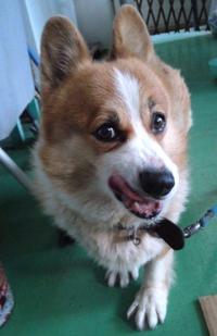 【保護犬】コーギー　（解決済み） 2011/11/15 13:51:20