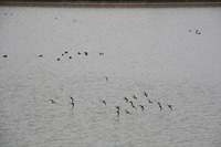 ため池の渡り鳥