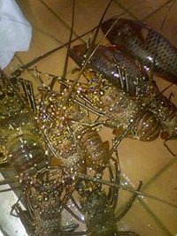 大漁だよ〜JIS+7654