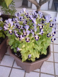 ブルーの花。 2008/09/21 18:56:03