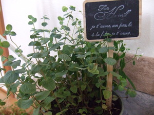 plant message ガーデングリーン&雑貨市