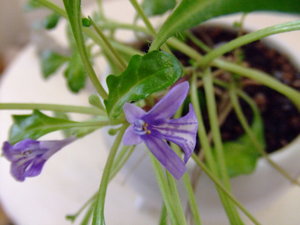 カモミールの花?