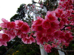 桜 満開