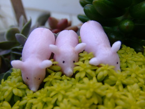 多肉Love
