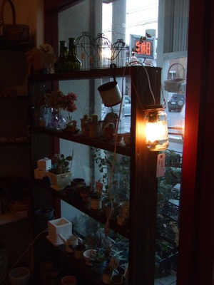 plants + nicoli