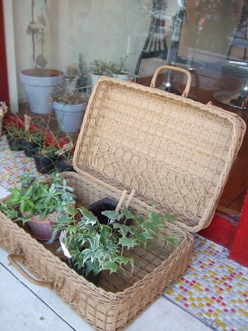 plants + nicoli