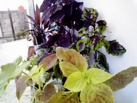2008年07月13日