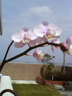 蘭の花