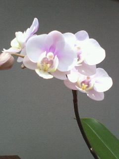蘭の花