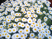 ごほうび 2008/04/02 00:24:37