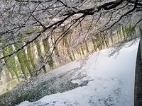 桜吹雪と桜川 2008/04/04 20:09:51