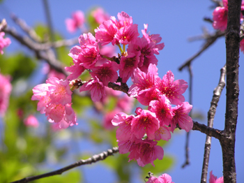 桜に思う。