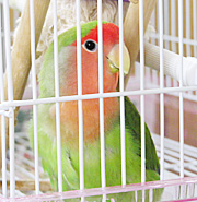 グリ、病院へ行く