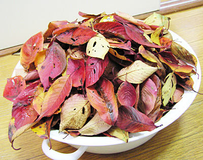 桜紅葉染め