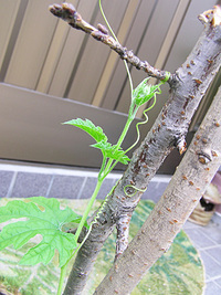 おぉ、ゴーヤー！ 2008/07/23 16:00:00