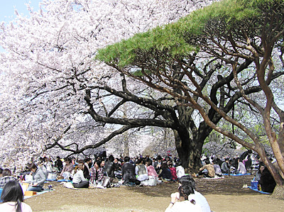 満開の桜(新宿御苑)