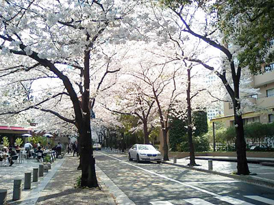 アークヒルズの桜並木
