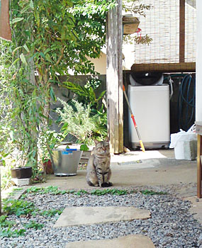 ぐすく登場