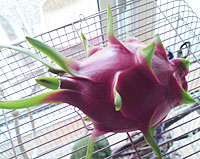 ドラゴンフルーツの花