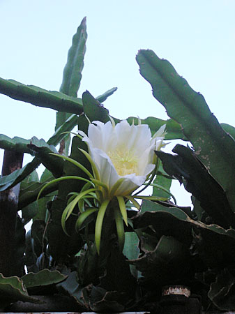 ドラゴンフルーツの花