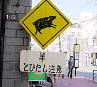 消息不明だったコトリ