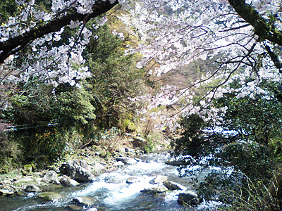桜、桜な週末でした!