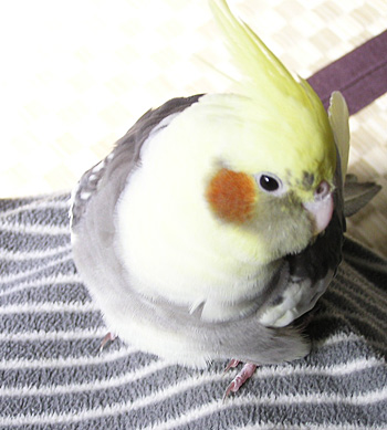 オカメインコのリズム