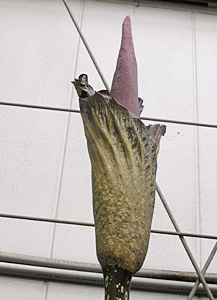 世界一のっぽの花