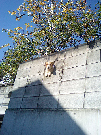 陽(日)あたり学