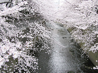 神田川の桜 2008/03/30 21:09:50