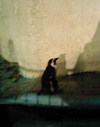 夜の動物園
