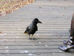 黄金色の代々木公園
